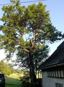 Baum gebäudenah: Äste hängen über das Dach. Sicher oder gefährlich?